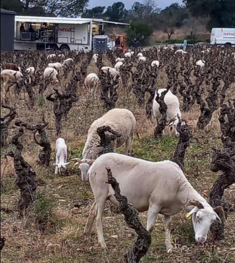 Ampelous - Minervois