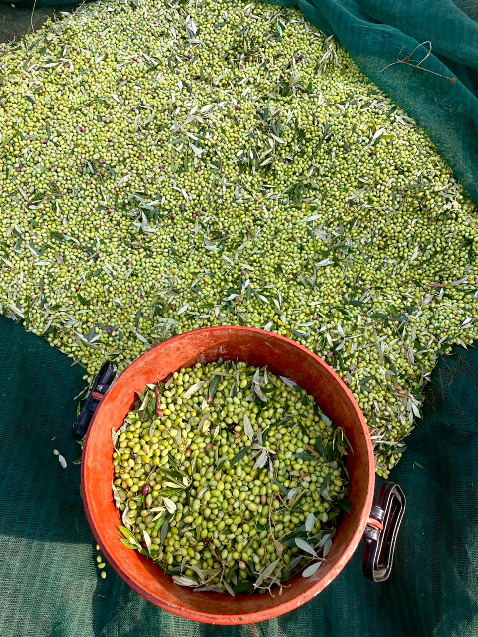 Alissaeon EVOO (extra vergine olive oil)