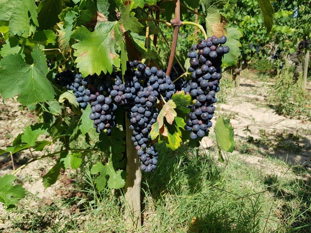 Syrah druiven